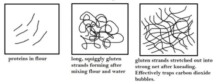 Kneading realigns protein molecules. The physical pressure of kneading stretches out the gluten networks crosslinked by disulphide bonds and realigns them into sheets. the sheets give dough a smooth and fine texture. 